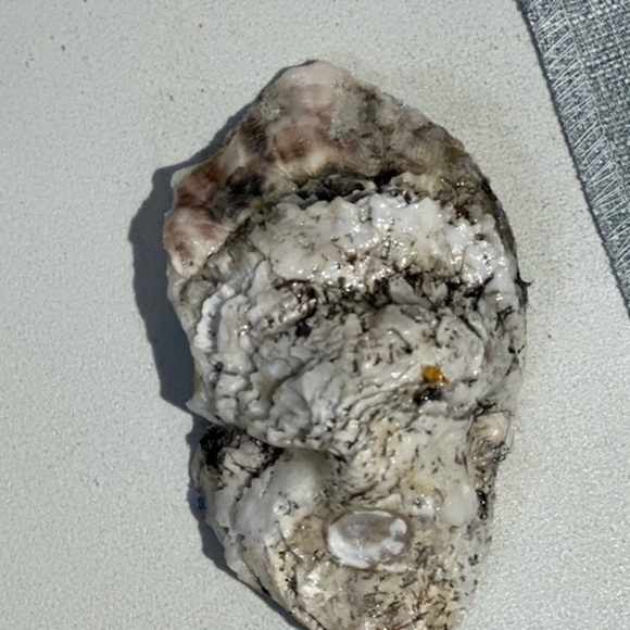 Oyster Shell Trinket Holder Coastal North Carolina Blue White - Picture 2 of 2